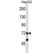 Transcription Initiation Factor TFIID Subunit 6 (TAF6) Antibody
