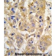 Mitochondrial Intermediate Peptidase (MIPEP) Antibody