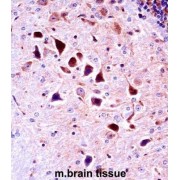 Mouse Ntrk3 Antibody