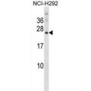 Olfactory Marker Protein (OMP) Antibody