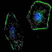 V-Ha-Ras Harvey Rat Sarcoma Viral Oncogene Homolog Pseudogene (ERAS) Antibody