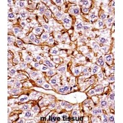 Eukaryotic Translation Initiation Factor 2 Alpha Kinase 4 (Eif2ak4) Antibody