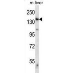 Eukaryotic Translation Initiation Factor 2 Alpha Kinase 4 (Eif2ak4) Antibody