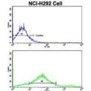 Cadherin-7 (CDH7) Antibody