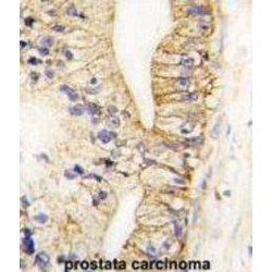 Cadherin-7 (CDH7) Antibody