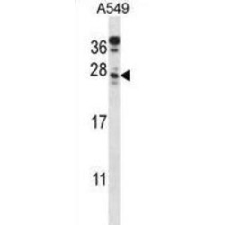 C4orf49 Antibody