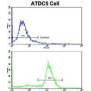 Aldehyde Dehydrogenase 5 Family Member A1 (ALDH5A1) Antibody