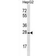 Olfactory Receptor 8B12 (OR8B12) Antibody