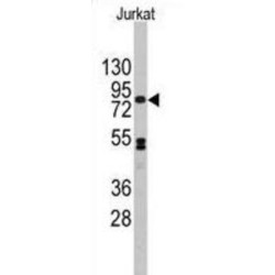 Cadherin 12 (CDH12) Antibody