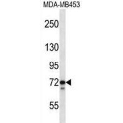 Thymopoietin (TMPO) Antibody