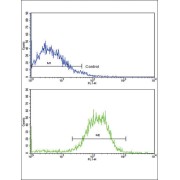 Epithelial Cadherin (CDHE) Antibody