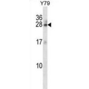 abx028328