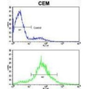 Cadherin 10 (CDH10) Antibody