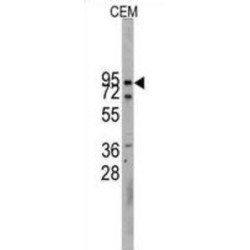 Cadherin 10 (CDH10) Antibody