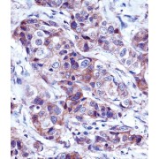 Alpha Lactalbumin (LALBA) Antibody