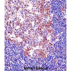 Spleen Focus Forming Virus Proviral Integration Oncogene (SPI1) Antibody