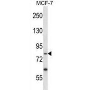 52 kDa Repressor of The Inhibitor of The Protein Kinase (PRKRIR) Antibody