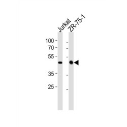 ECSIT Homolog (Drosophila) (ECSIT) Antibody