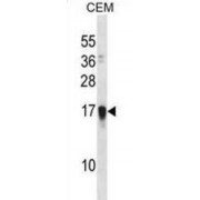 Protein FAM163A (FAM163A) Antibody