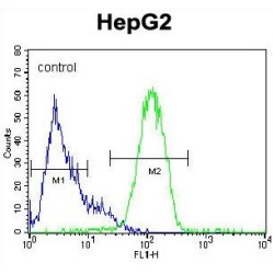 Homeobox Protein NANOG (NANOG) Antibody