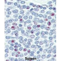 Homeobox Protein NANOG (NANOG) Antibody