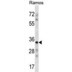 Necdin (NDN) Antibody
