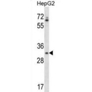 Olfactory Receptor Family 4 Subfamily Q Member 3 (OR4Q3) Antibody