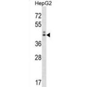 Neuroguidin (NGDN) Antibody