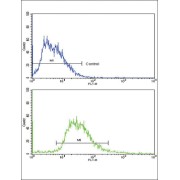 Broad Substrate Specificity ATP-Binding Cassette Transporter ABCG2 (ABCG2) Antibody