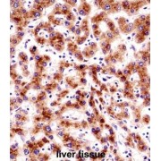 Sec61 Translocon Beta Subunit (SEC61B) Antibody