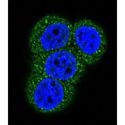 Actin Antibody