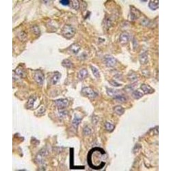 Actin Antibody