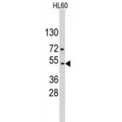 Actin (ACTB / ACTC) Antibody