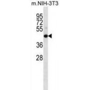 Dual Specificity Mitogen-Activated Protein Kinase Kinase 4 (Map2k4) Antibody