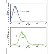 ADAM Metallopeptidase Domain 17 (ADAM17) Antibody