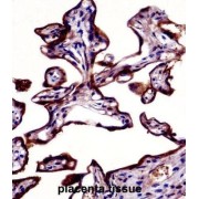 abx028430
