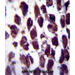 DNA Polymerase Gamma, Catalytic Subunit (POLG) Antibody
