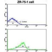 Neuronal Calcium Sensor 1 (NCS1) Antibody