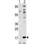 Western blot analysis of 293 cell lysates (1) non-transfected, and (2) transiently transfected with the FUBI (FAU) gene, using FAU antibody.