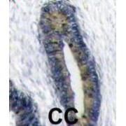 Ubiquitin-Like FUBI-Ribosomal Protein eS30 Fusion Protein (FAU) Antibody