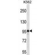 Histone Deacetylase Complex Subunit SAP130 (SAP130) Antibody