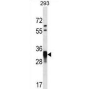 Cyclin-O (CCNO) Antibody