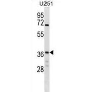 NSF Attachment Protein Gamma (NAPG) Antibody