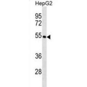 KRT26 Antibody