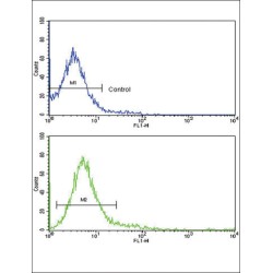 Receptor-Type Tyrosine-Protein Phosphatase C / CD45 (PTPRC) Antibody