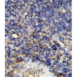 Receptor-Type Tyrosine-Protein Phosphatase C / CD45 (PTPRC) Antibody