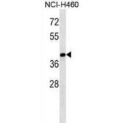 MAGE Family Member B10 (MAGEB10) Antibody