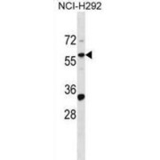 Zinc Finger Protein 136 (ZNF136) Antibody