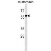 RUN Domain-Containing Protein 1 (RUNDC1) Antibody