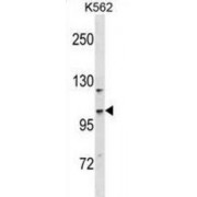 Coiled Coil And C2 Domain Containing 1A (CC2D1A) Antibody